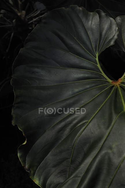 Close up shot of green tropical leaf — Stock Photo