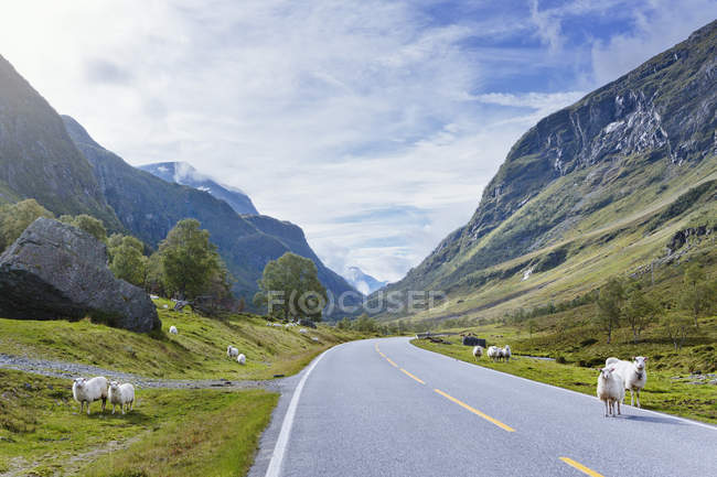 Овцы пасутся на дороге, простирающейся между горами — стоковое фото
