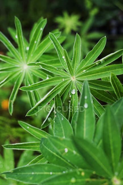 Close up shot of green leaves with dew — Stock Photo