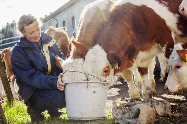 Женщина кормит коров, избирательный фокус — стоковое фото