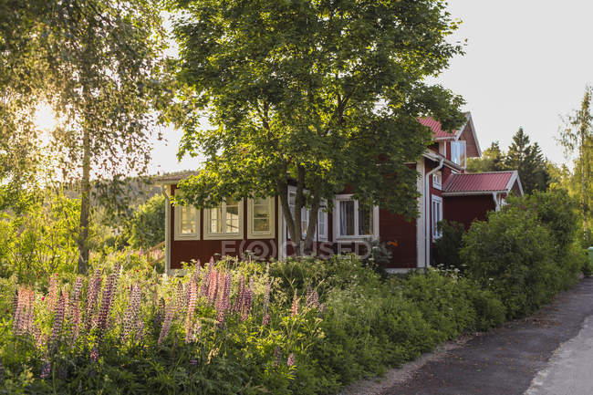 Red cottage with lush greenery and wildflowers in sunlight — Stock Photo