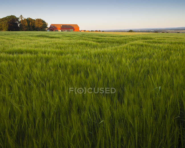 Зеленое ячменное поле с далёким сараем — стоковое фото