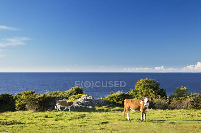 Vacas que pastam no campo verde à beira-mar — Fotografia de Stock