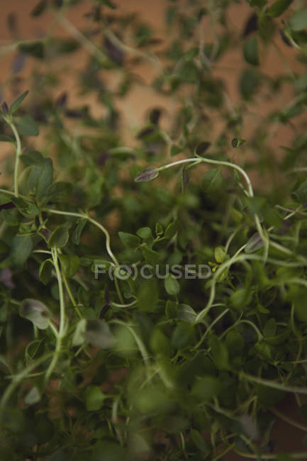 Primo piano colpo di crescere foglie di timo fresco — Foto stock