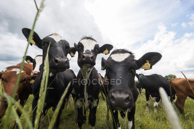 Cows looking at camera through grass on pasture — Stock Photo