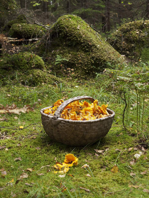 Wicker basket full of chanterelles on grass in forest — Stock Photo