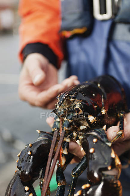Крупним планом чоловічі руки тримають омарів — стокове фото