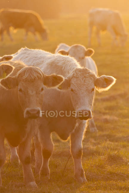 Vacas pastando en el campo al atardecer retroiluminadas - foto de stock