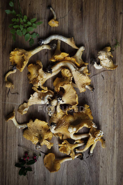 Вид зверху на свіжі лисички на дерев'яному столі — стокове фото