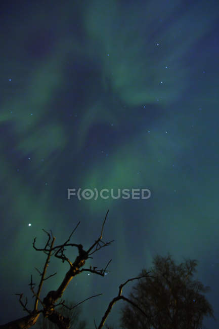 Vista de las ramas de los árboles en el cielo iluminado aurora boreal - foto de stock