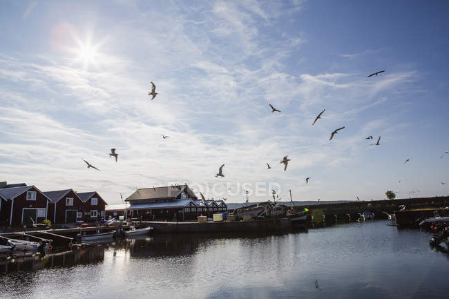 Aves voladoras sobre río y pueblo pesquero - foto de stock