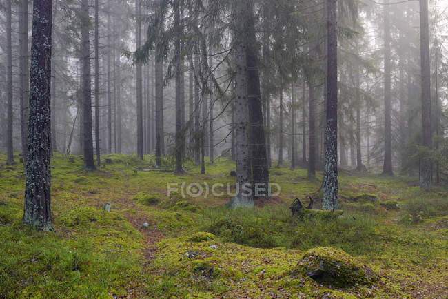 Вид спереди на зеленый лес — стоковое фото