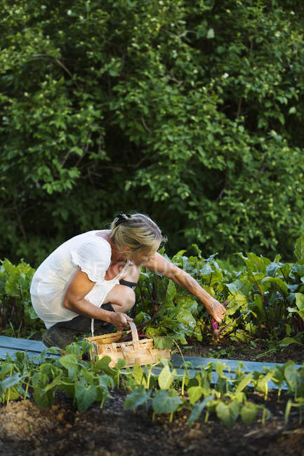Зрелая женщина собирает фрукты на открытом воздухе — стоковое фото