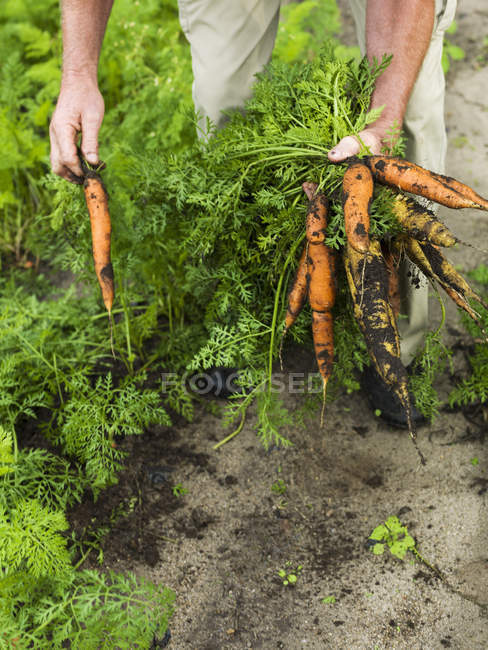 Vista frontal del hombre recogiendo zanahorias - foto de stock