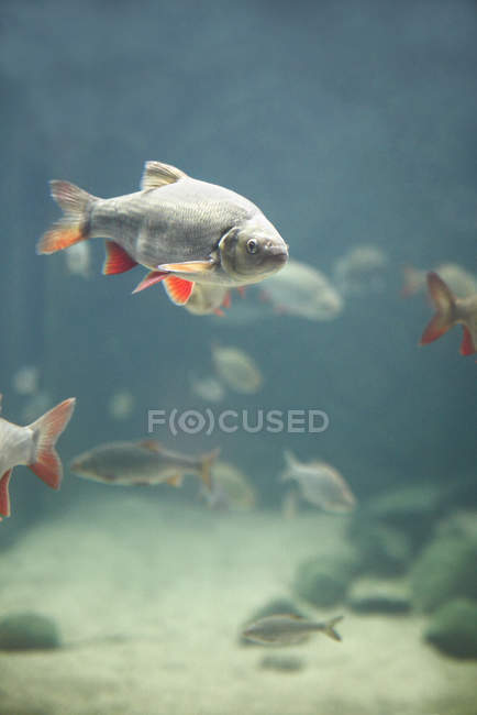 Vista de peces nadando bajo el agua - foto de stock