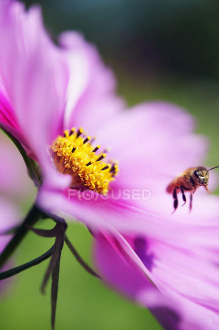 Primer plano disparo de la abeja en la flor rosa - foto de stock