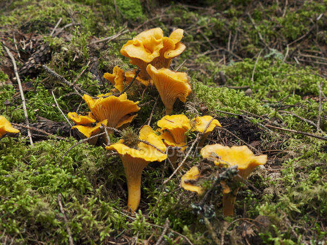 Funghi finferli che crescono nel muschio verde — Foto stock