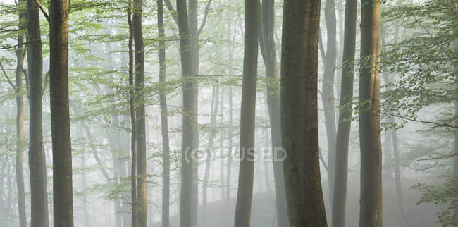 Misty forest trees at Soderasen National Park — Stock Photo