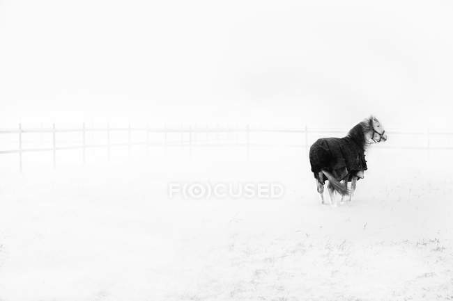 View of white horse at snowcapped pasture, black and white — Stock Photo
