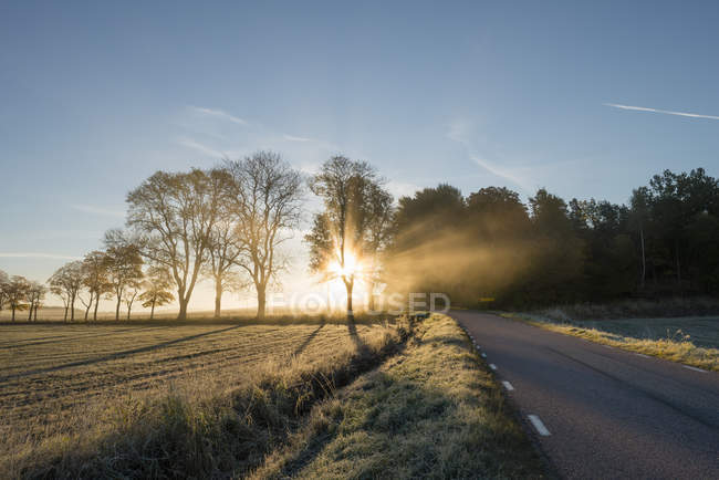 Estrada rural com árvores em luz solar brilhante — Fotografia de Stock