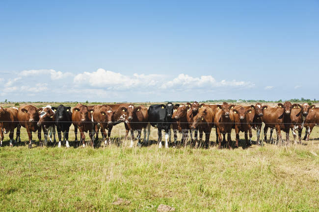 Велика рогата худоба стоїть за парканом з блакитним небом на фоні — стокове фото