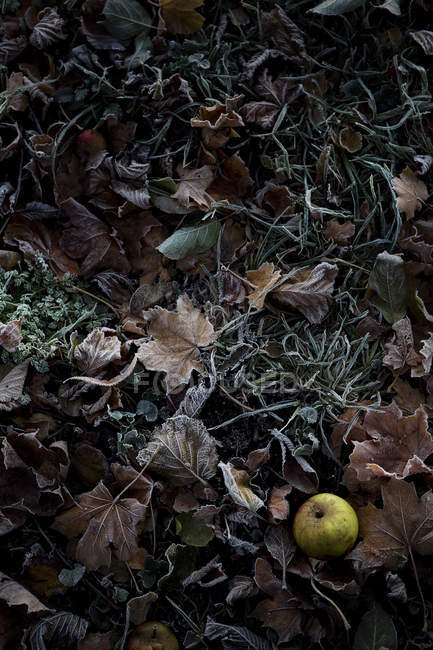 Vue surélevée de la pomme verte sur les feuilles d'automne — Photo de stock