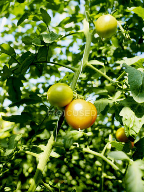 Primer plano de los tomates que crecen a la luz del sol - foto de stock