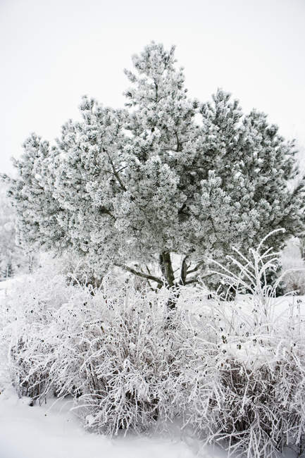 Kiefern und Sträucher mit Schnee bedeckt — Stockfoto