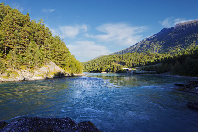 River and green woods in bright sunlight — Stock Photo
