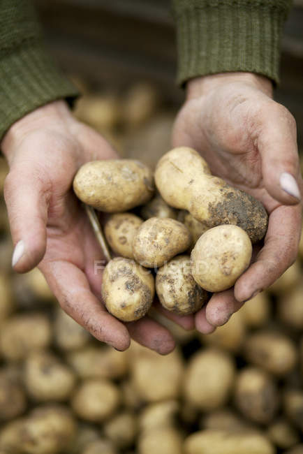Primo piano delle mani umane che detengono patate — Foto stock