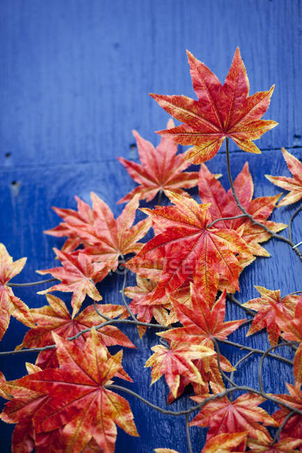 Vista superior de las hojas de otoño sobre fondo azul - foto de stock