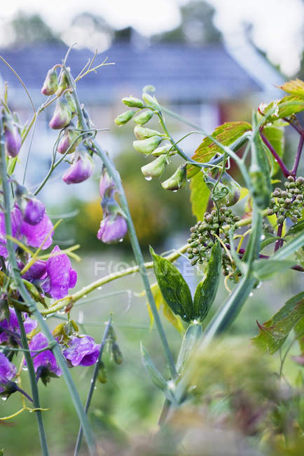 Close up de flores silvestres e folhas verdes — Fotografia de Stock