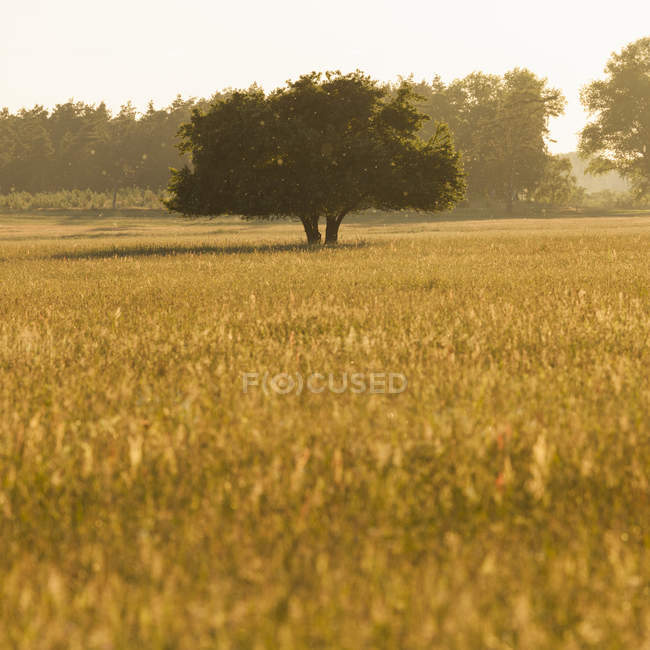 Árbol bifurcado creciendo en el prado a la luz del sol - foto de stock