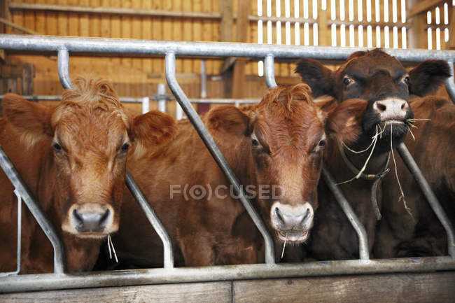 Годування корів у коров'ячому сараї дивиться на камеру — стокове фото