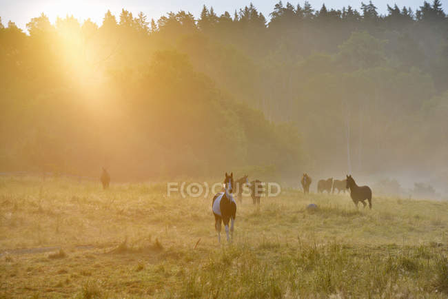 Caballos pastando en el prado al amanecer - foto de stock