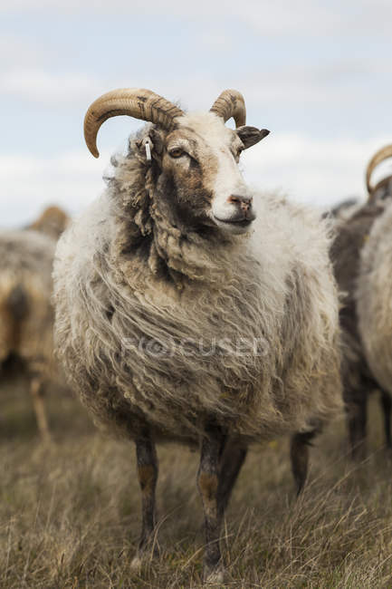 Vista frontal do carneiro em pé no vento no prado — Fotografia de Stock