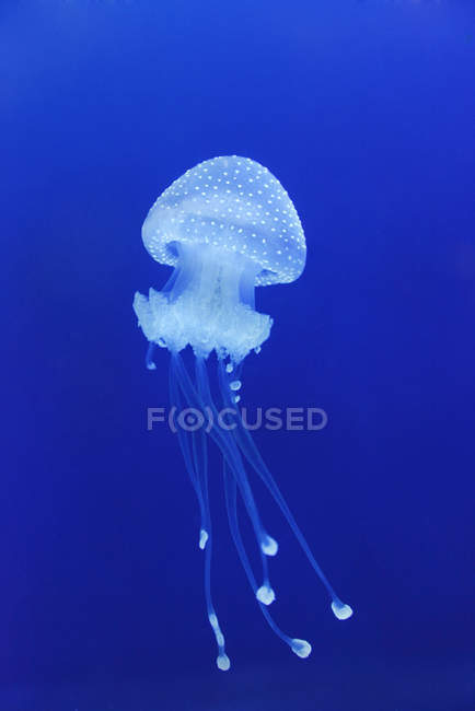 Vista de águas-vivas nadando sob água azul — Fotografia de Stock