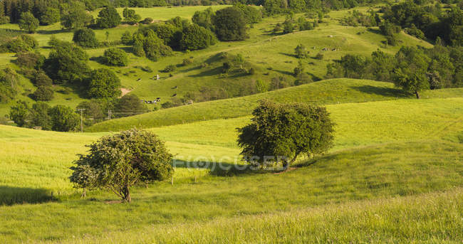 Scenic view of green rolling hills and trees in sunlight — Stock Photo