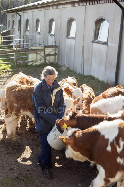 Mujer alimentando vacas cerca del edificio exterior - foto de stock