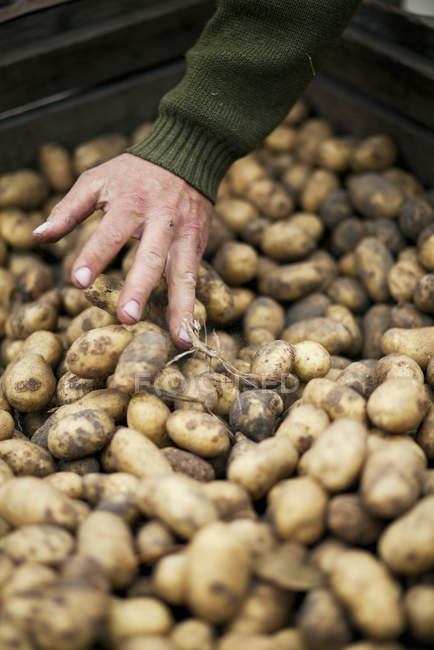 Close-up of male hand with dirty potatoes — Stock Photo