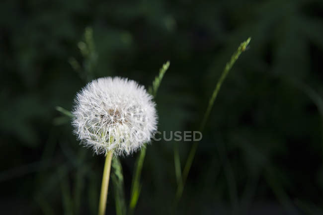 Close up shot of old dandelion — Stock Photo