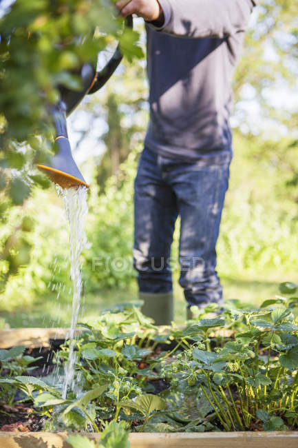 Человек поливает растения, дифференциальный фокус — стоковое фото