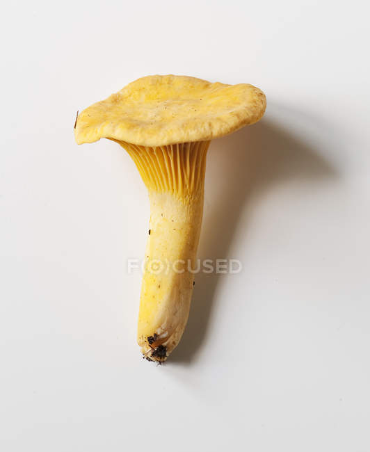 Close up shot of chanterelle mushroom on white background — Stock Photo