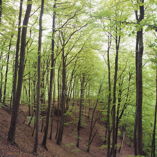 Вид на ліс з зеленими буковими деревами — стокове фото