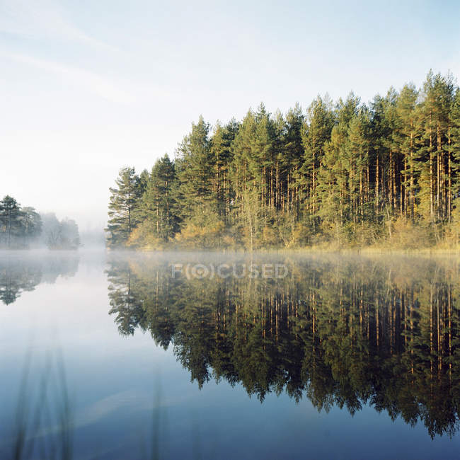 Árboles forestales reflejándose en el agua del lago - foto de stock