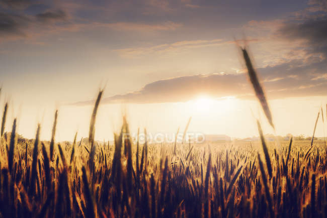 Wheat Field At Sunset In Sweden Differential Focus Sunlight Landscape Stock Photo