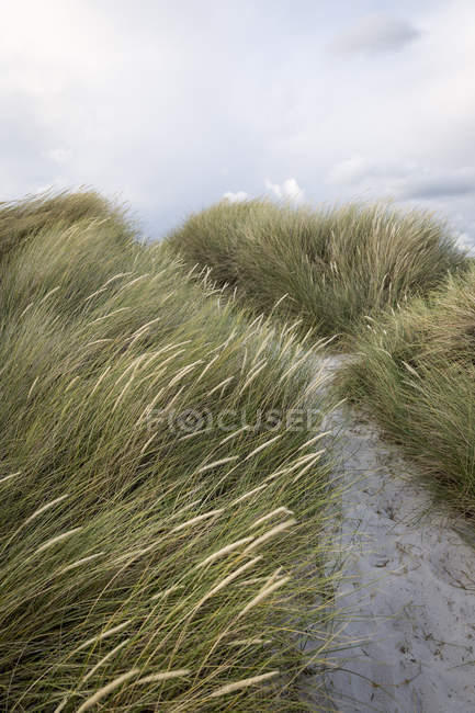 Крупный план зеленой травы на песчаном пляже — стоковое фото