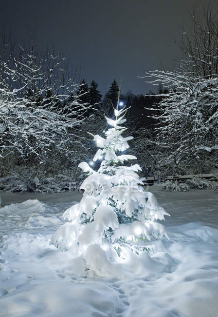Покрытые снегом ели, освещенные ночью — стоковое фото
