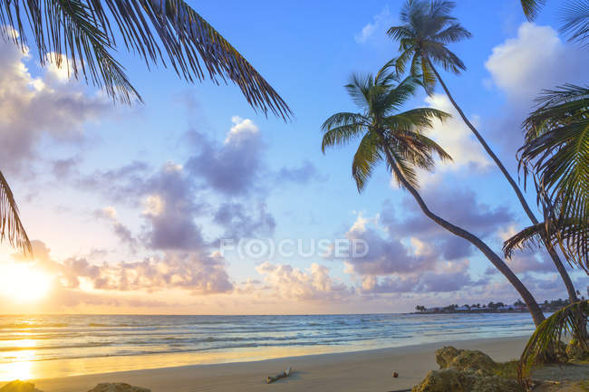 Palms on beach with cloudy sunset sky — Stock Photo