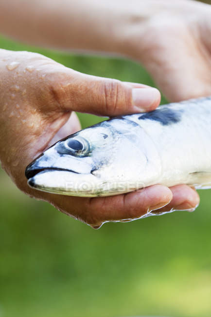 Mani maschili che tengono il pesce sgombro — Foto stock